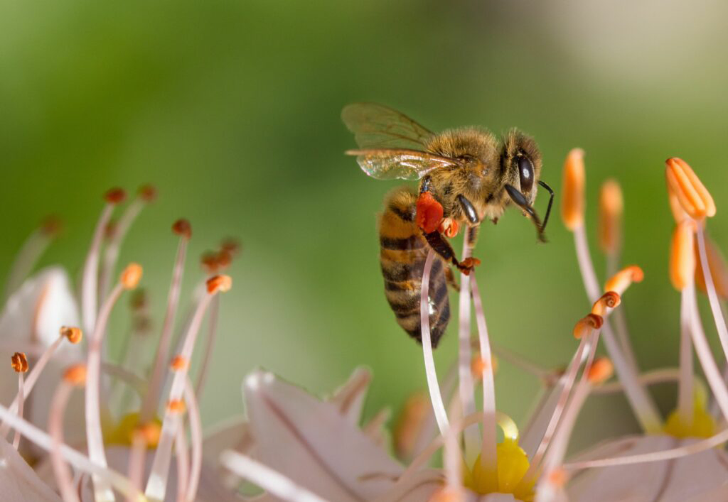 Coolpack adopteert bijenpopulatie - blog