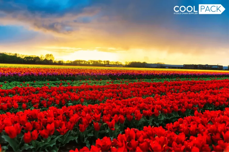 Growth in the Dutch floriculture sector