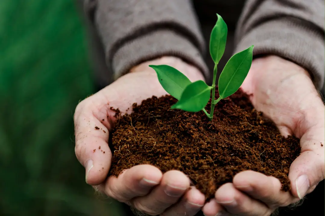 Cellulose als alternatief